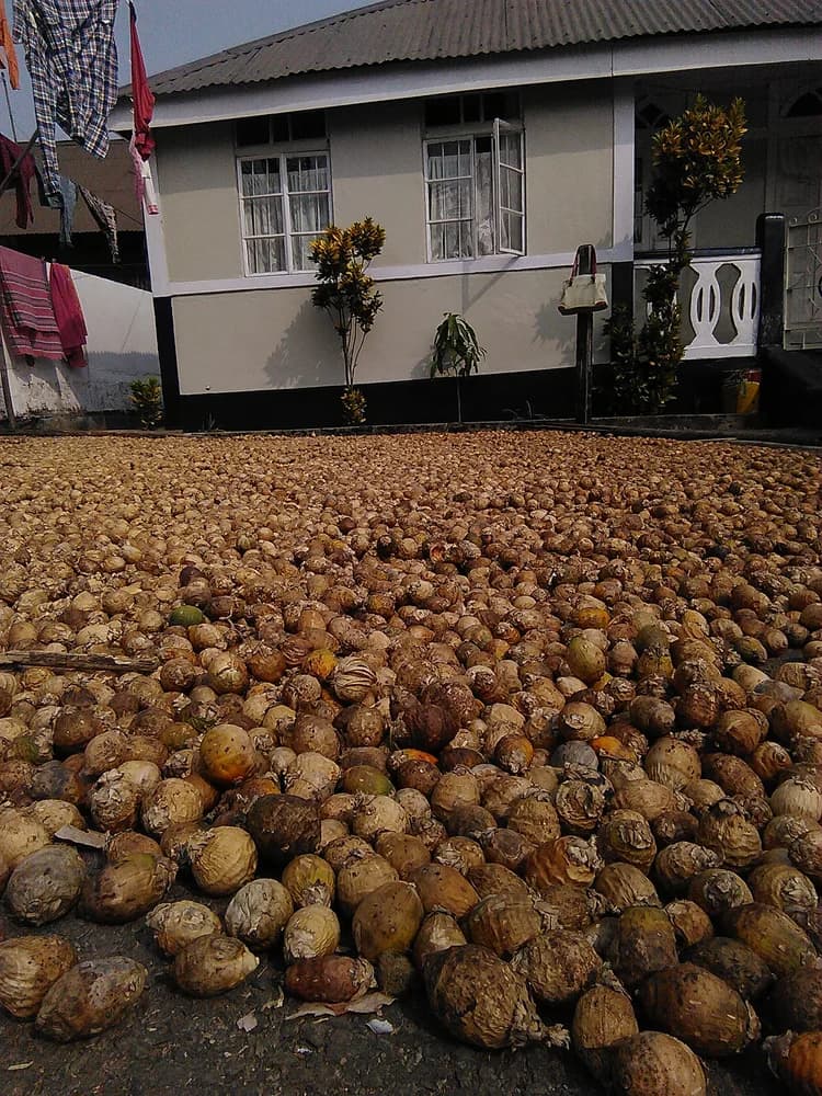 Dried areca nuts spread out on a drying yard