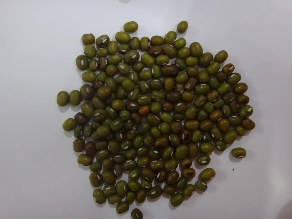 Whole green gram laid out for grading