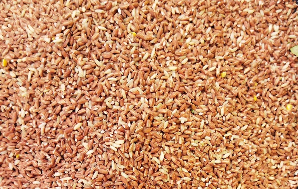 Unpolished red rice grains seen close up
